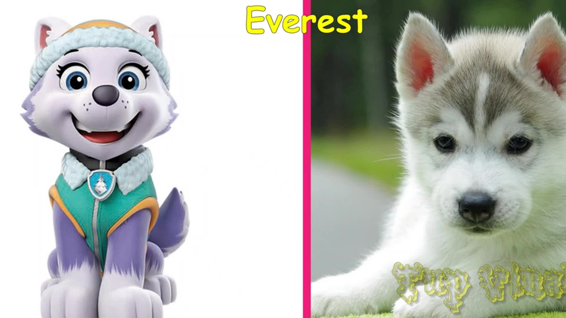 A fun comparison between Everest, the brave snow rescue pup from PAW Patrol, and a real-life adorable Husky puppy! 🐾 See how the animated hero looks compared to her furry lookalike and learn cool facts about Huskies! 🌟 Perfect for little dog lovers! 🥰