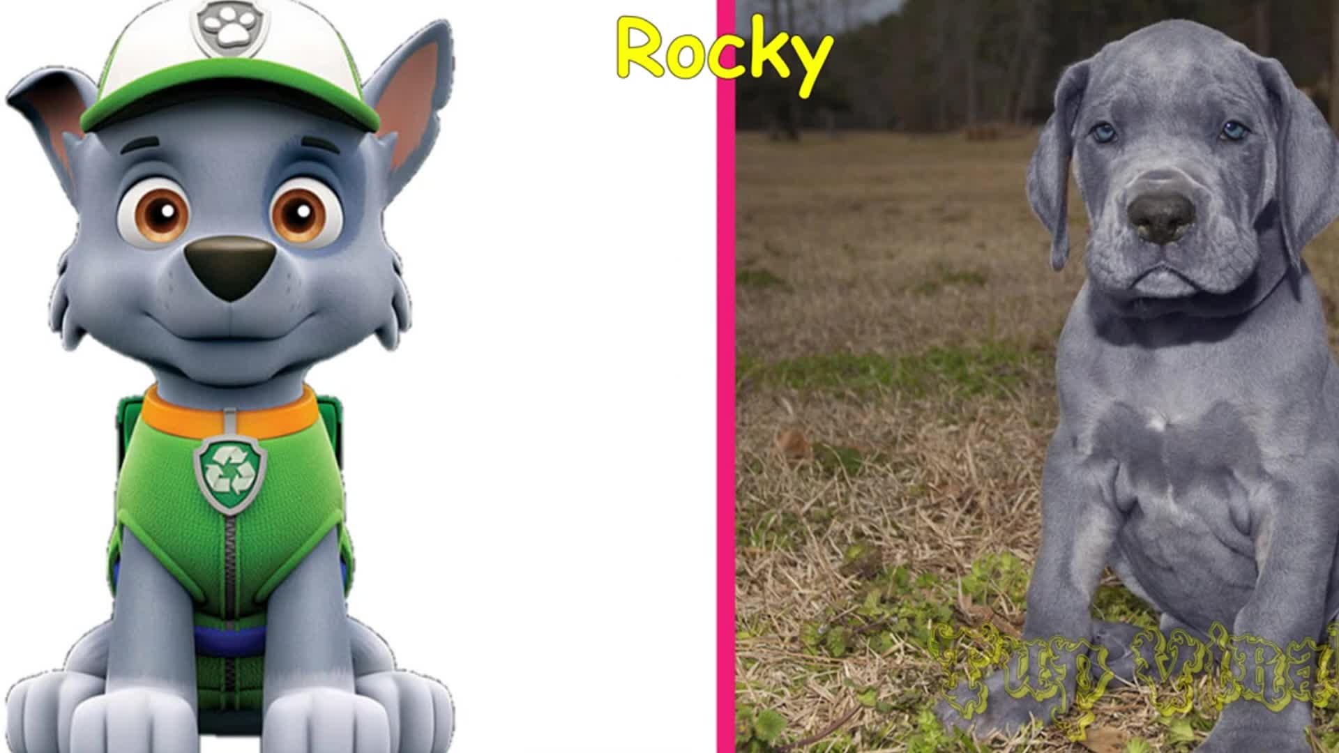 Ever wondered what Rocky from Paw Patrol would look like in real life? 🤔 Check out this amazing gray pup—he’s got the same kind eyes and cozy vibe as our favorite recycling hero! 🌱 From his soft fur to his sweet smile, this real-life Rocky is sure to melt your heart! 🥰 Join us to see the cutest animated-to-real-life match-up yet! ✨ #PawPatrol #Rocky #DogsOfInstagram