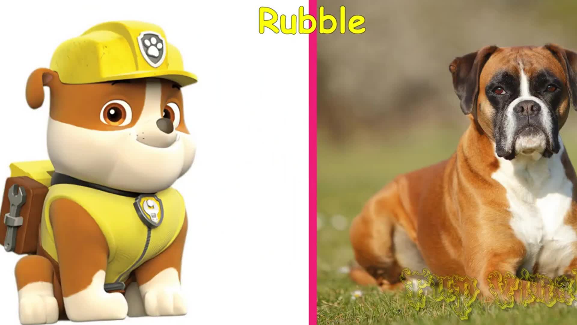 Join us to discover Rubble from PAW Patrol! ๐ This construction pup loves building and fixing things with his tools ๐ง. Did you know his real-life breed is the Boxer? ๐ถ Learn about their strong, friendly personalities and how theyโre similar to Rubble! ๐ Perfect for little dog lovers! ๐