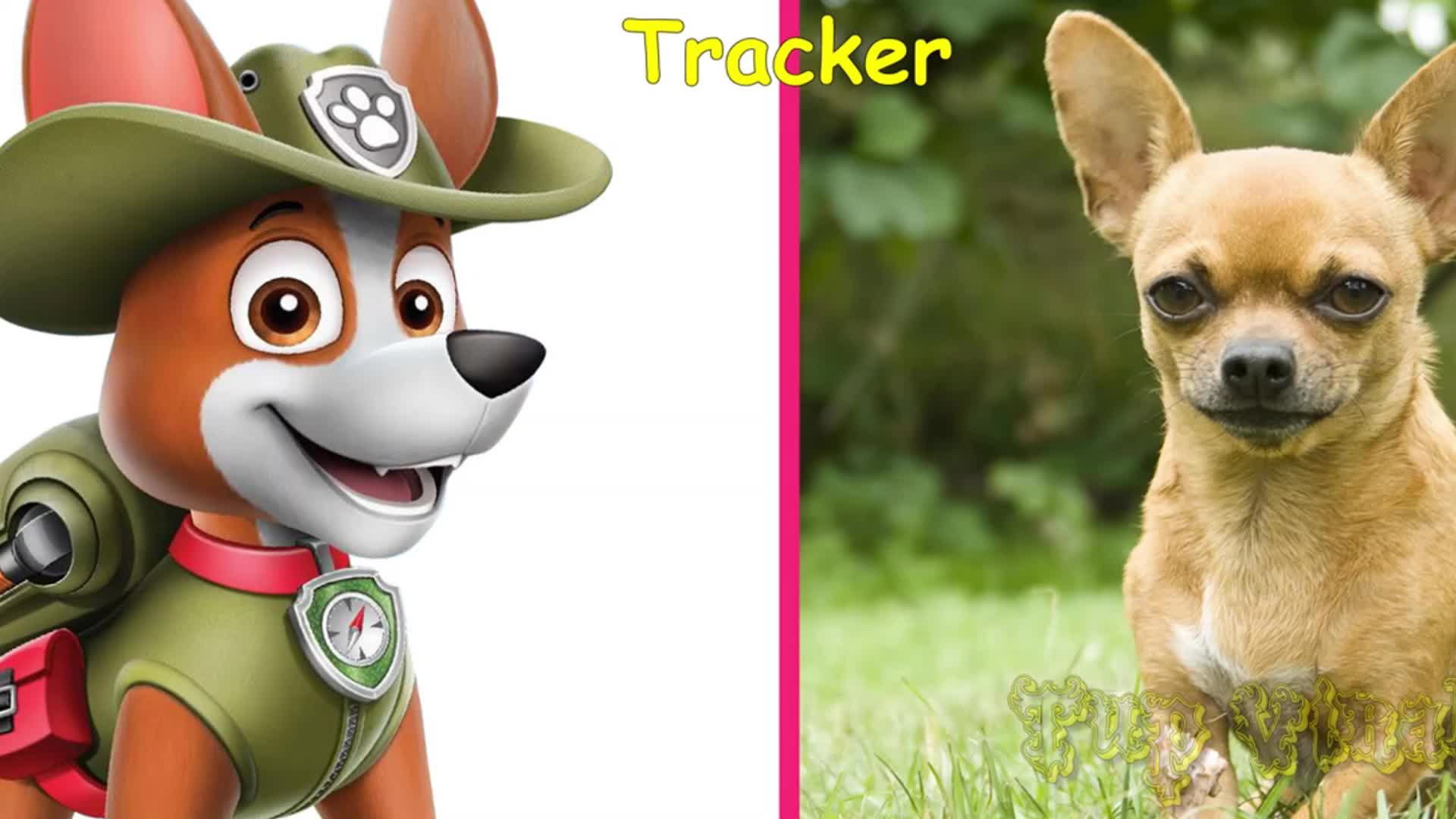 See how the PAW Patrol’s clever, loyal Tracker 🐶 compares to the real-life Chihuahua he’s based on! 👀 Learn about this tiny, alert pup—perfect for little dog lovers! 🐾 Watch the animated hero and his real-world lookalike side by side! 🎬