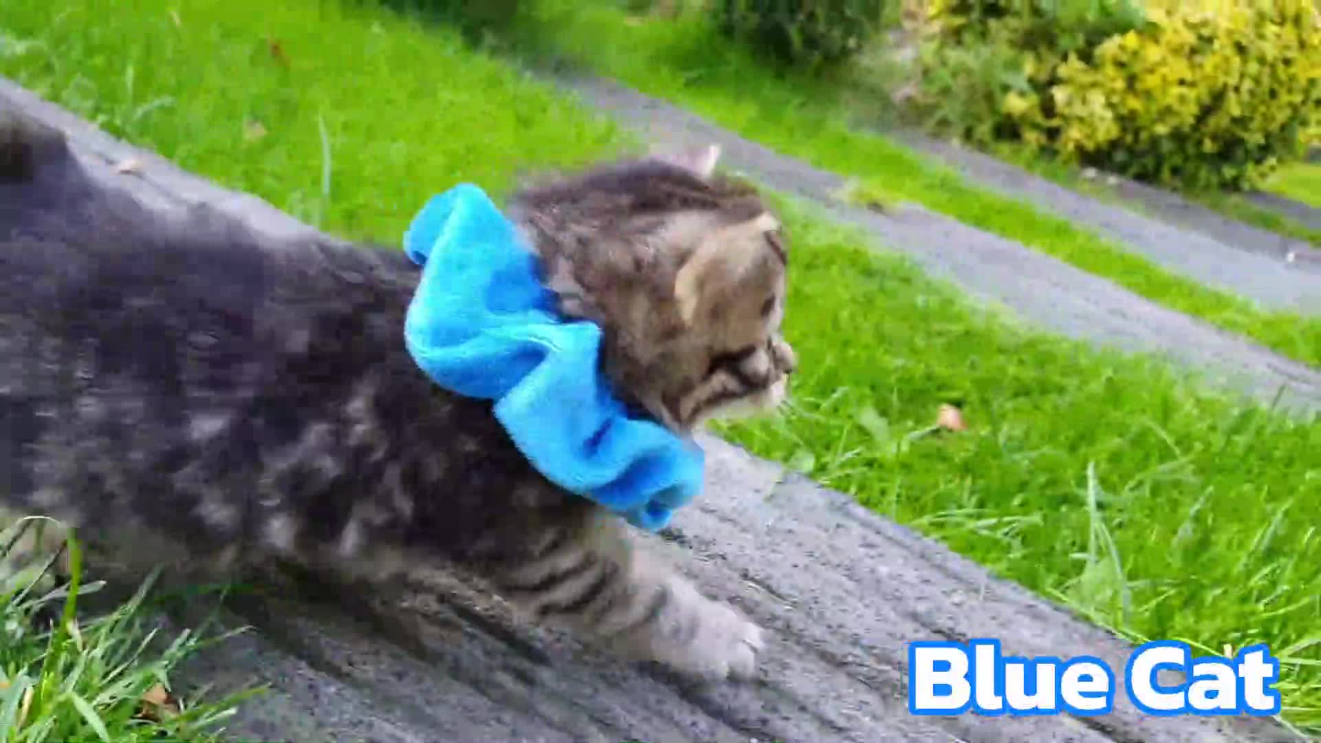 Watch this adorable little kitten with a bright blue scarf playing on the green grass! 🌱✨ It’s so cute as it explores the outdoors and enjoys the fresh air. 🐾