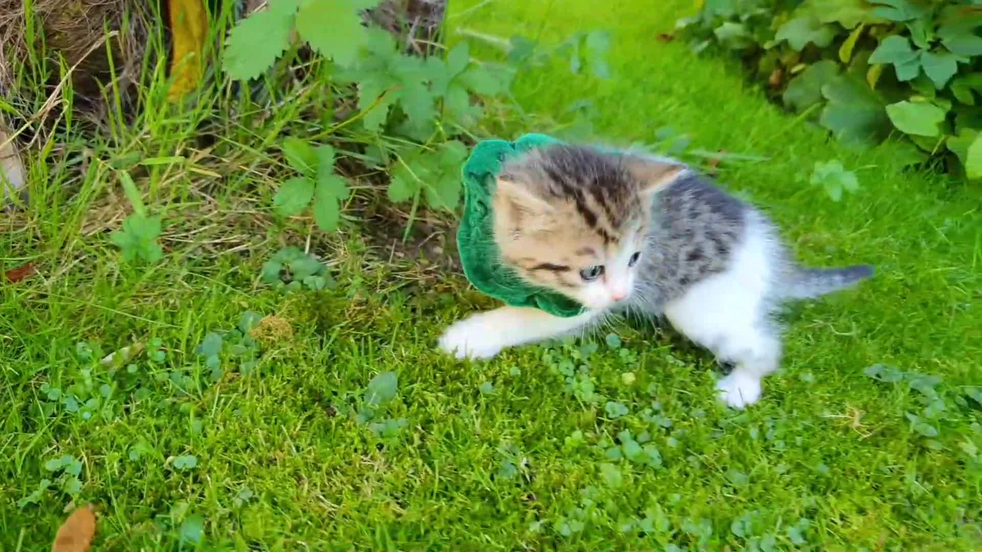 Look at this adorable little kitten! It's wearing a cute green scarf and exploring the lush green grass, pouncing gently like it's playing with a tiny adventure. 🌿💚 Such a sweet, curious baby cat—perfect for warm, happy moments with kids! 🐱🌟