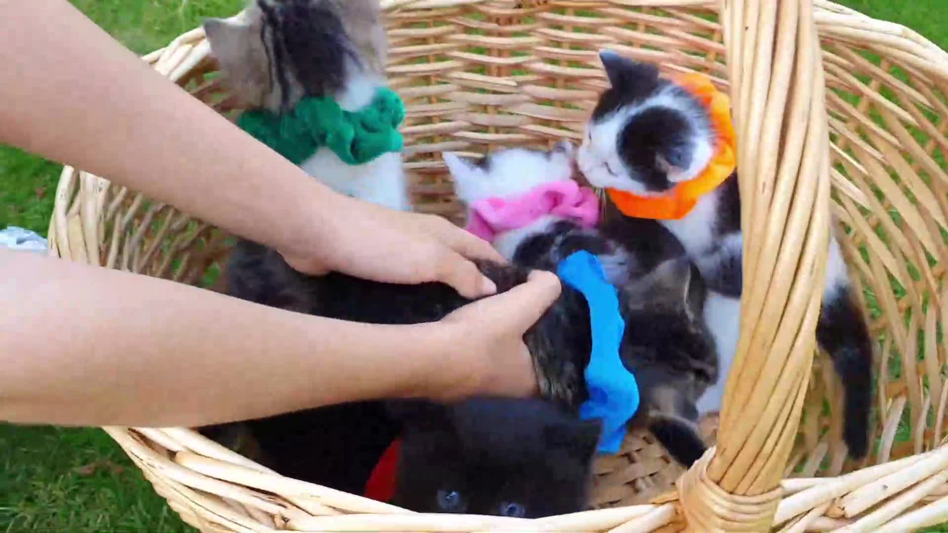 A heartwarming scene of adorable kittens playing in a wicker basket! Each little cat is wearing a colorful scarf—green, pink, orange, and blue—and someone is gently petting them. Perfect for cat lovers and little ones! 🌱💕