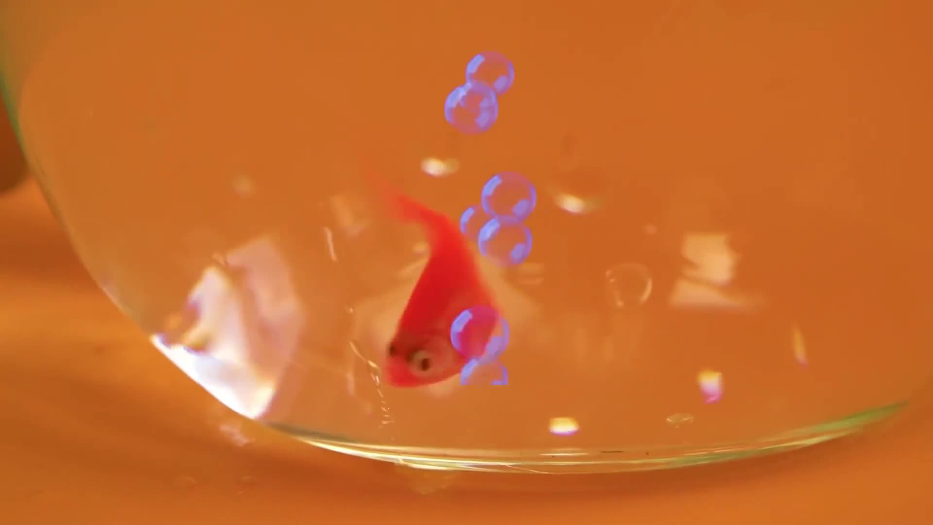 Watch this tiny red fish swimming and playing with shiny blue bubbles in a clear glass bowl! 🌈 It’s so calm and fun to see—perfect for a little adventure under the sea! 🐠💦